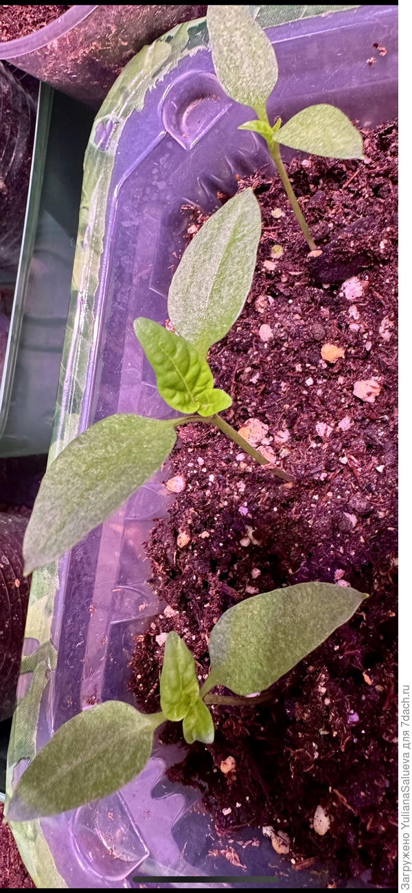 Перец сладкий «Мистик» фото 24 марта