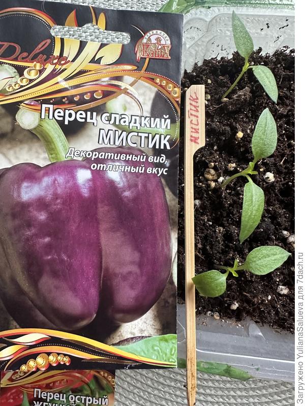 Перец сладкий  «Мистик» фото 21 марта