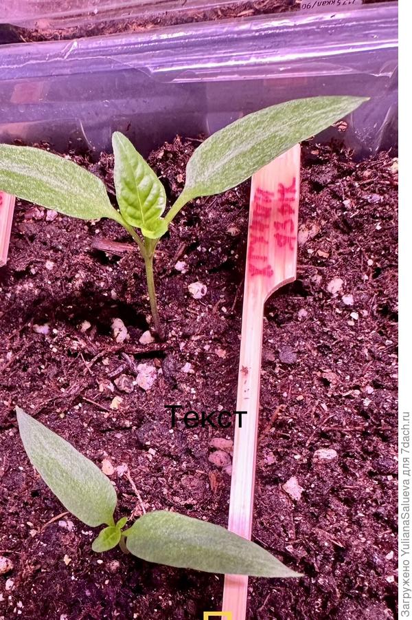 Перец острый «Жгучий язык» фото 24 марта