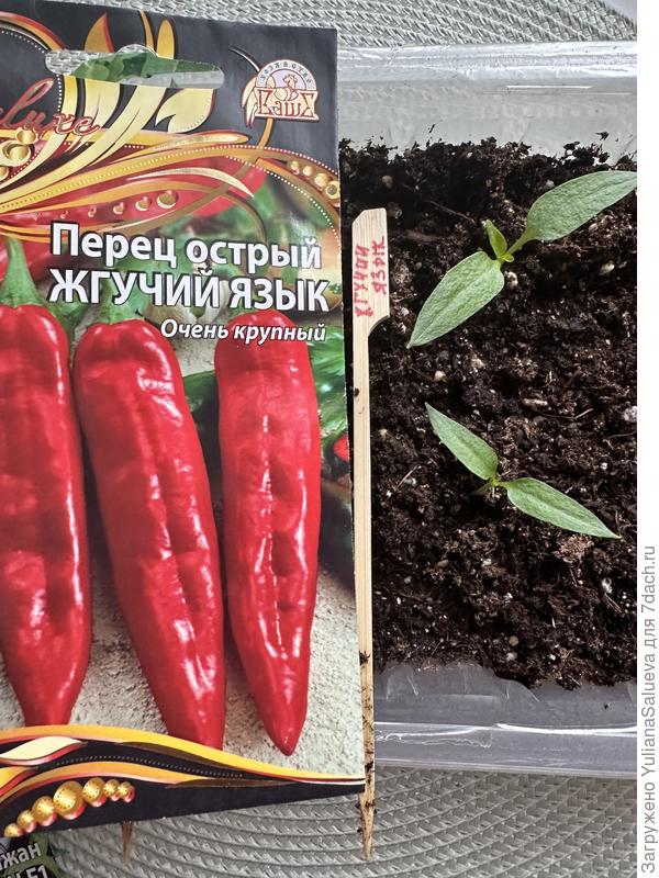 Перец острый «Жгучий язык» фото 21 марта