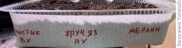 Маркировка емкости для посева перца