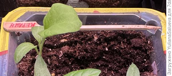 Настоящие листочки баклажана «Мерлин»