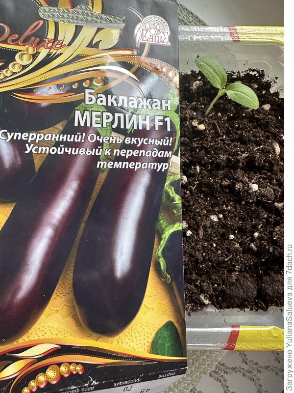 Сенцы на 17-е сутки