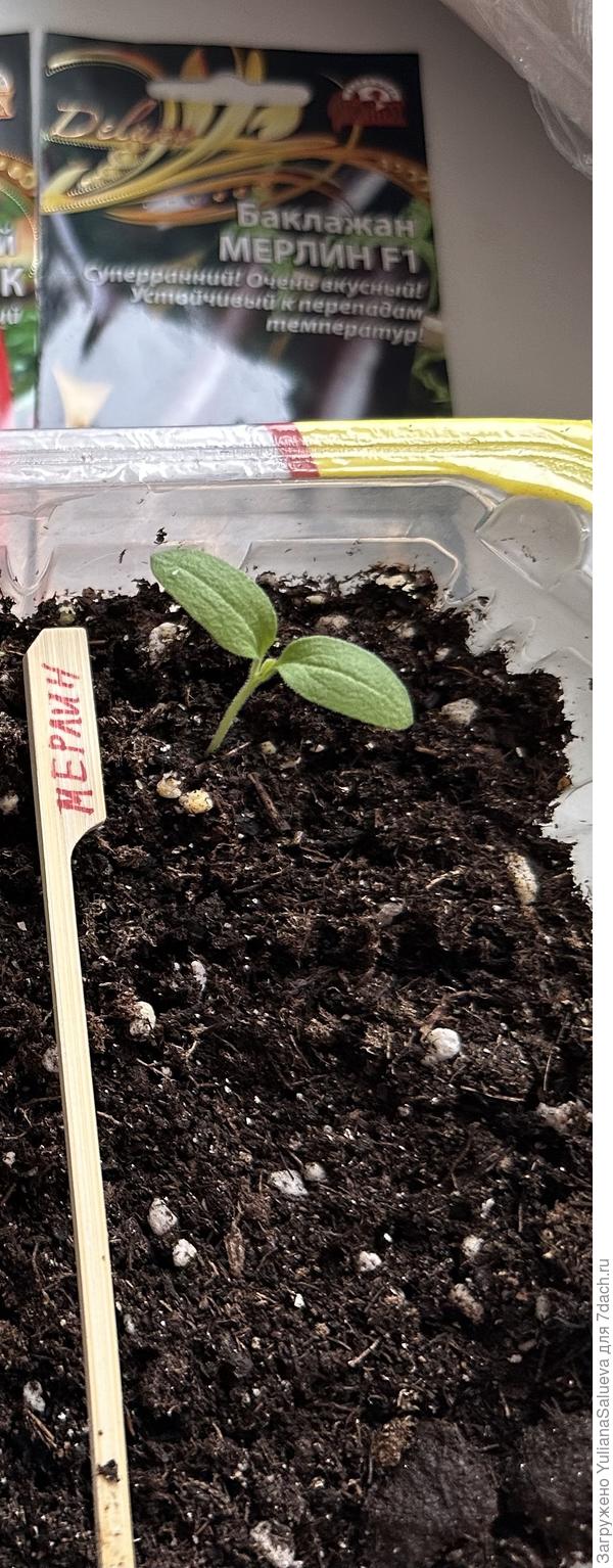 Едва заметный настоящий листик