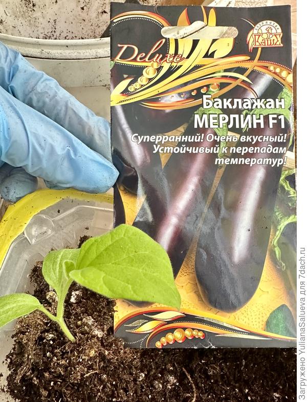 Баклажан Мерлин ,первые настоящие листочки