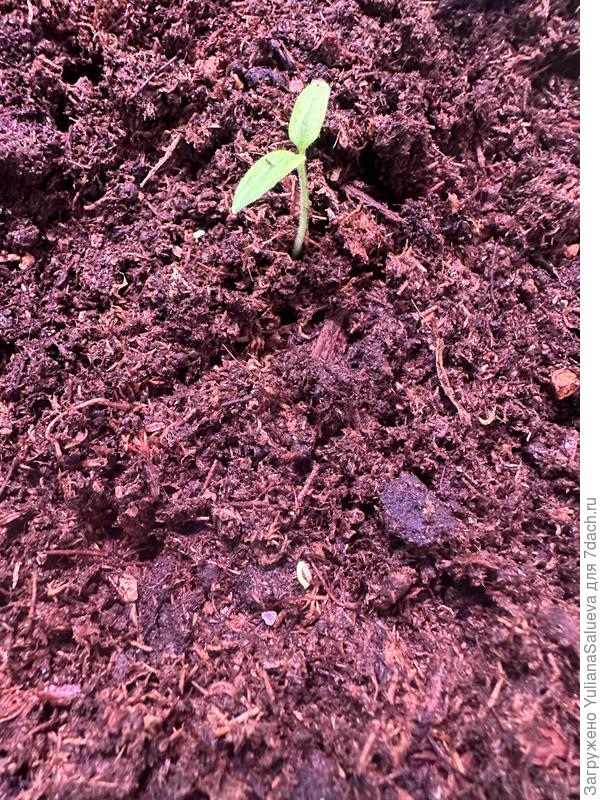 Томат «Янтарная гроздь» на 17 -е сутки от посева, появилась вторая петелька.