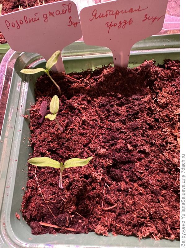 Всходы к 25 марта