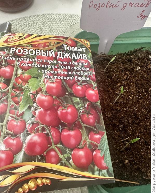 Всходы «Розовый джайв» 20 марта вечер