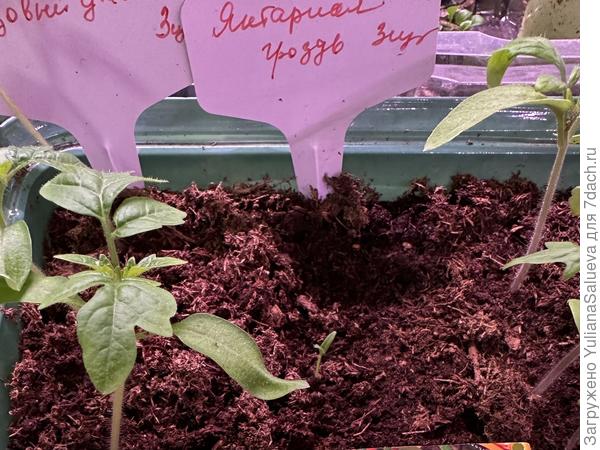 Всходы 1 апреля