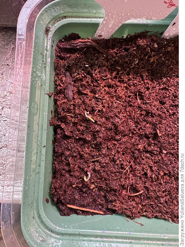 Всходы «Розовый джайв» 20 марта утро