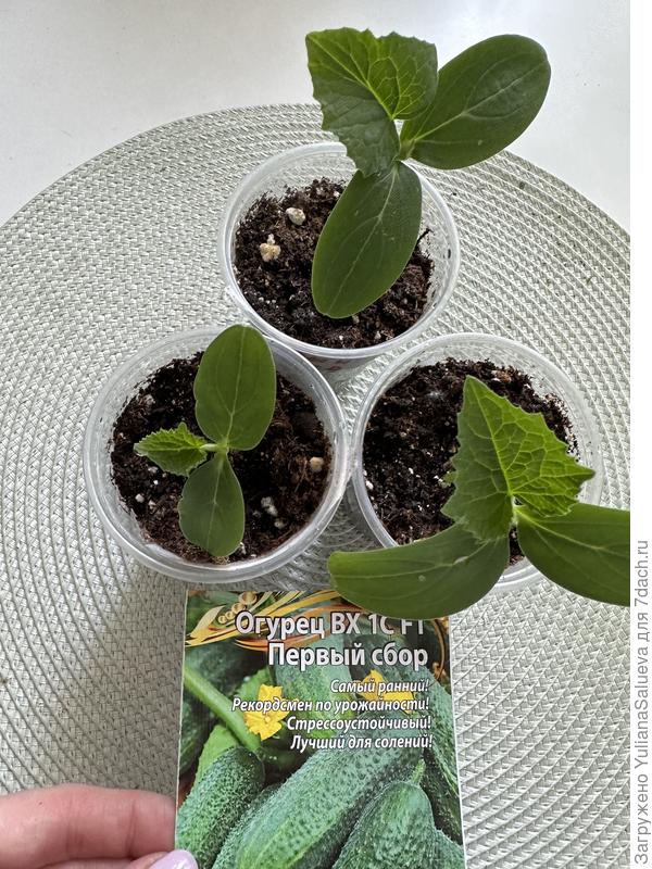 Огурец «Первый сбор»