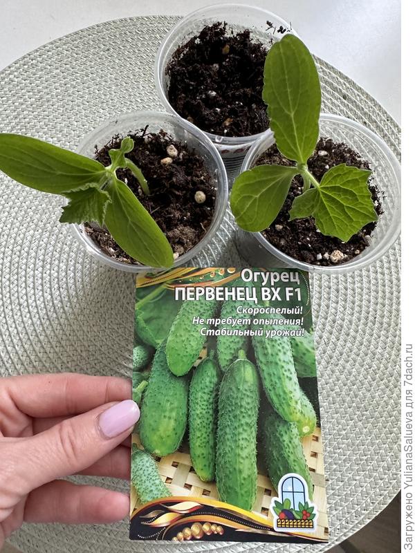 Огурец «Первенец» на 13 день от посева
