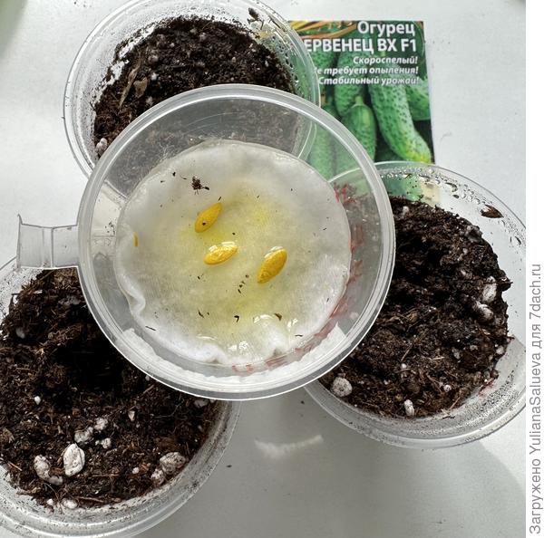 Семена для посева