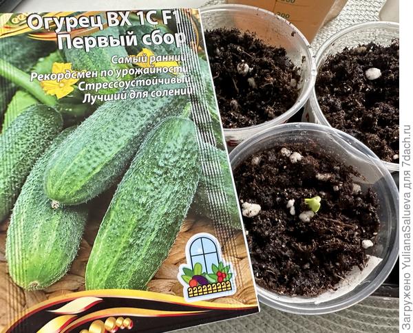 Первый всход