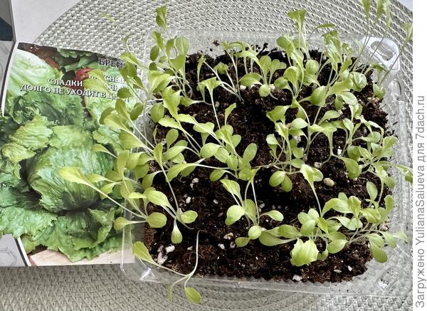 Всходы  с двумя парами настоящих листочков