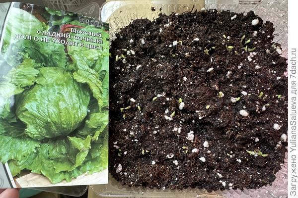 Первые всходы