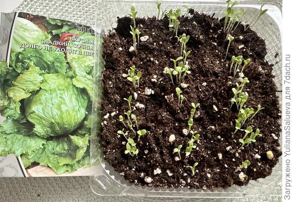 Всходы на 5-е сутки