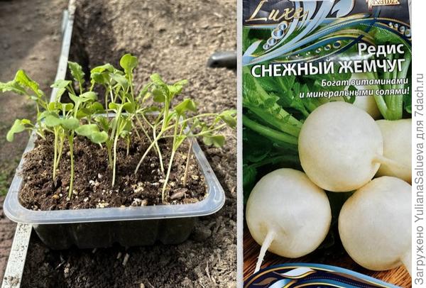 Рассада редиса перед высадкой в теплицу на 15-е сутки от всходов