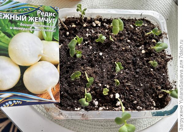 Всходы на 5-е сутки