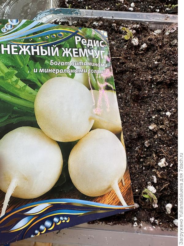 Всходы на 3-е сутки