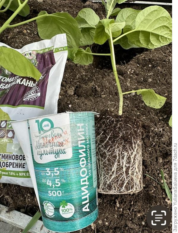 Корневая  система отличная.