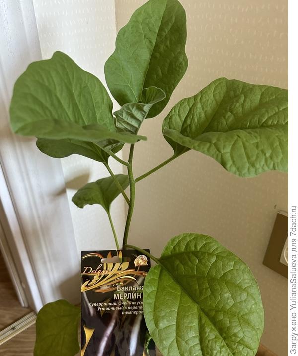 Баклажан за сутки перед высадкой в теплицу