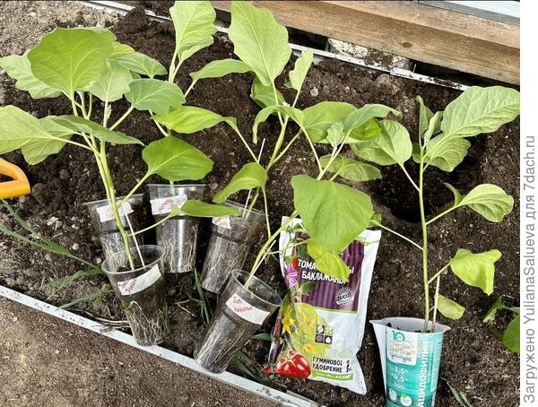 Баклажаны от «Ваше хозяйство»