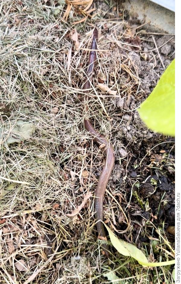 Друзья червяки 🪱