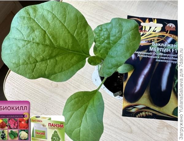 Баклажан «Мерлин» на 12 сутки от перевалки