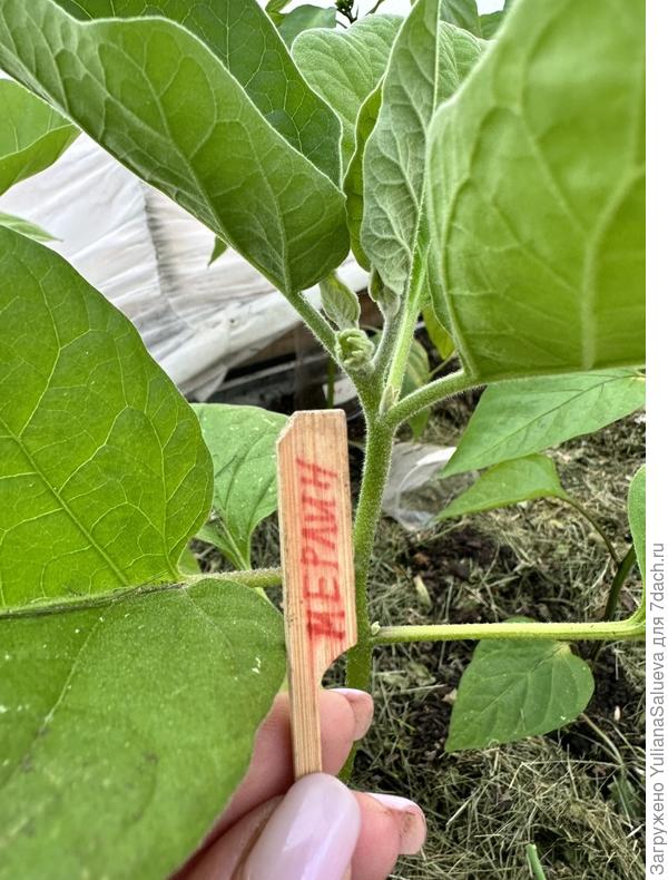 Спустя 5 суток