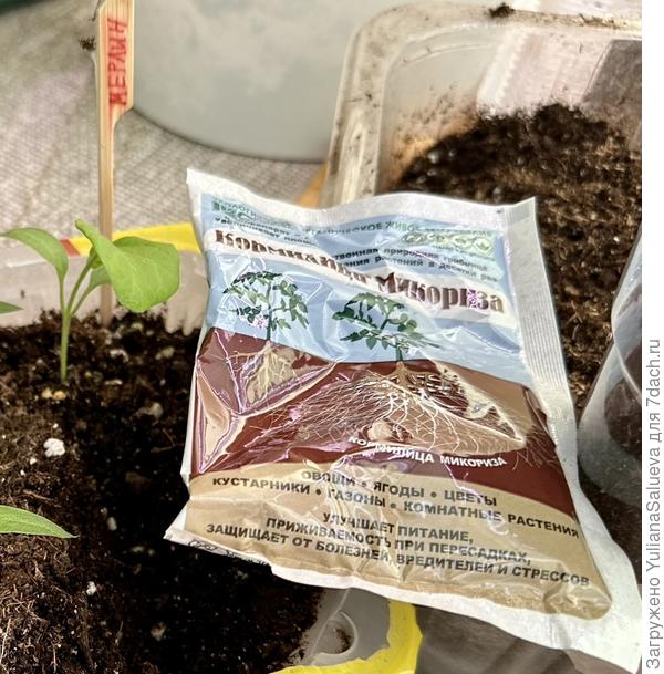 Перевалка баклажана  в отдельный стакан