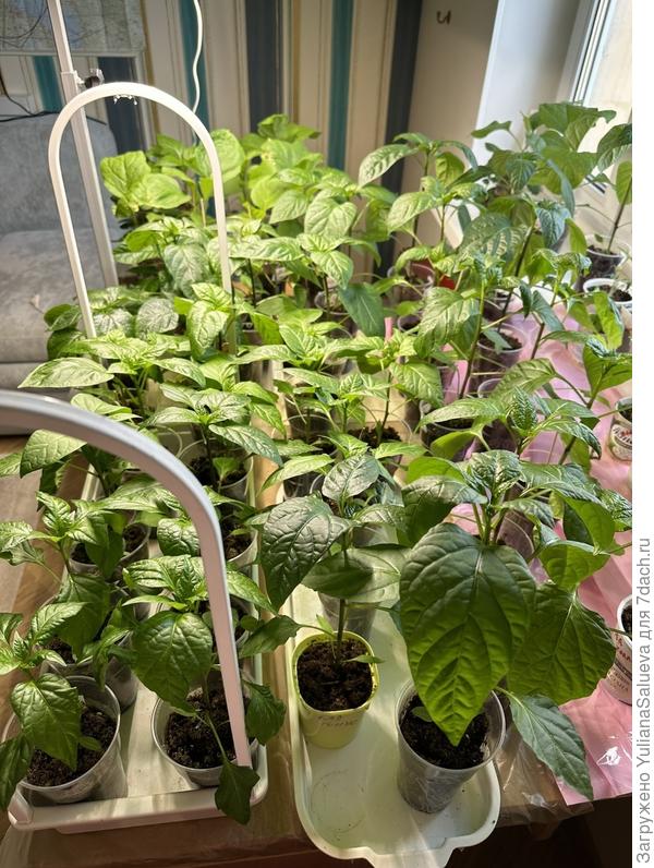 Условия и место выращивания перцев