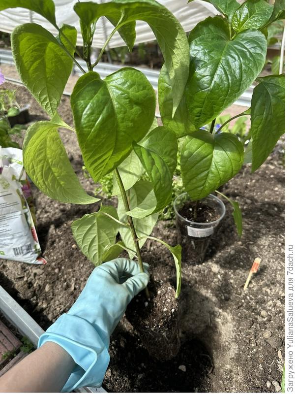 Перец «Жгучий язык» высадила на отдельную грядку