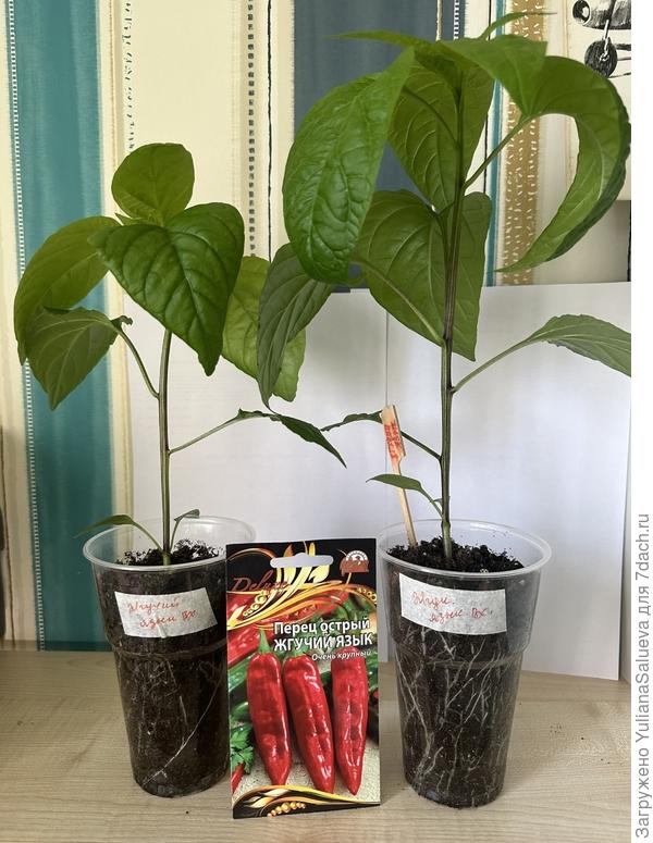 Корневая перца «Жгучий язык»