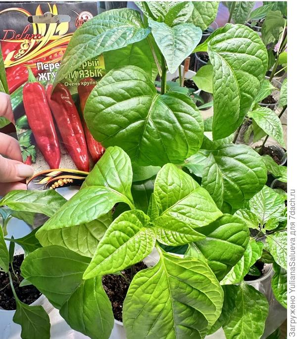 Яркая листва перца «Жгучий язык»