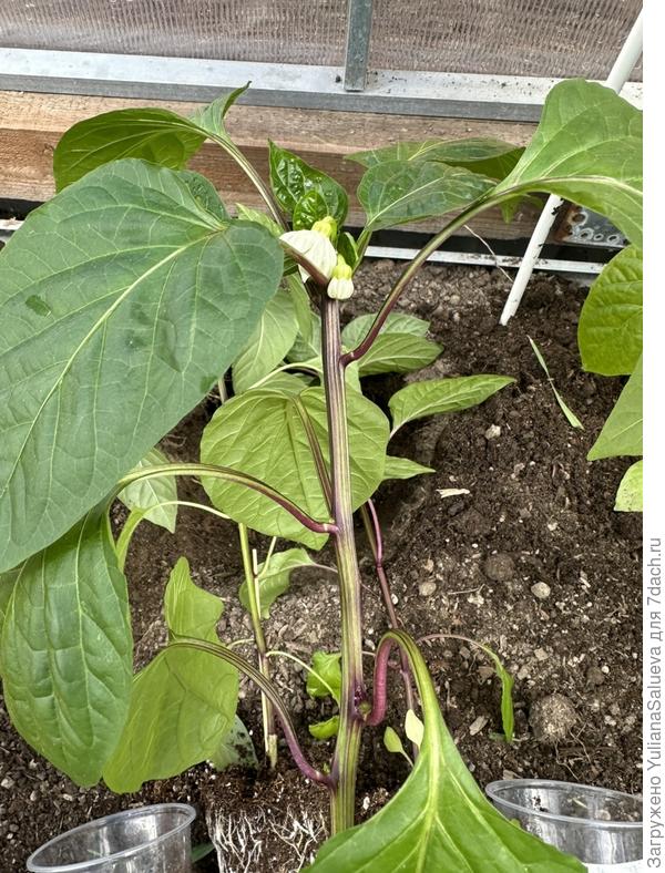 Высадка перца «Мистик»