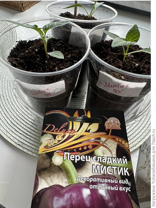 Маркировка перца «Мистик»