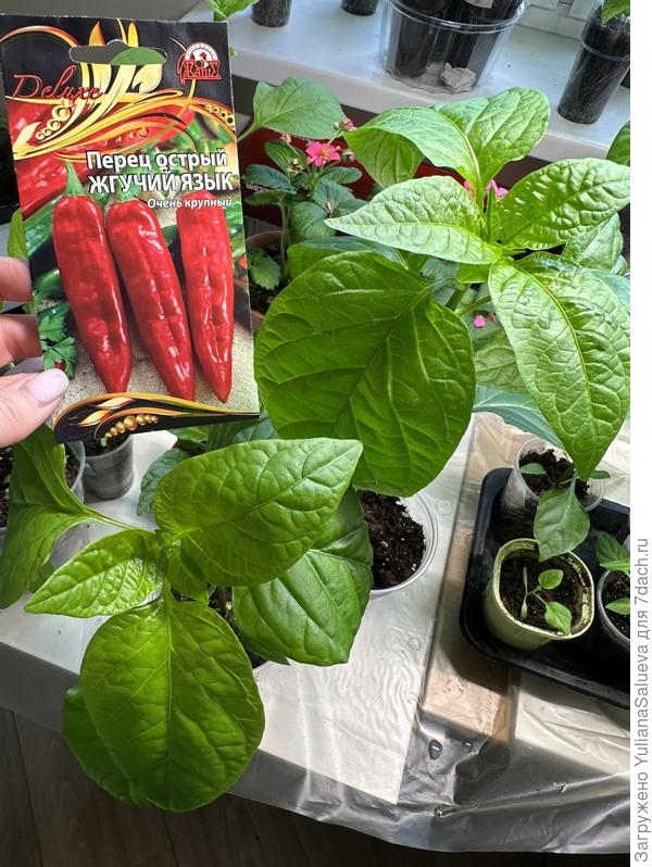 Перец острый «Жгучий язык»