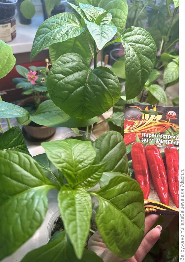 Красавец перец острый «Жгучий язык»