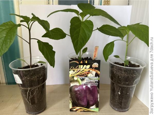 Перец «Мистик»