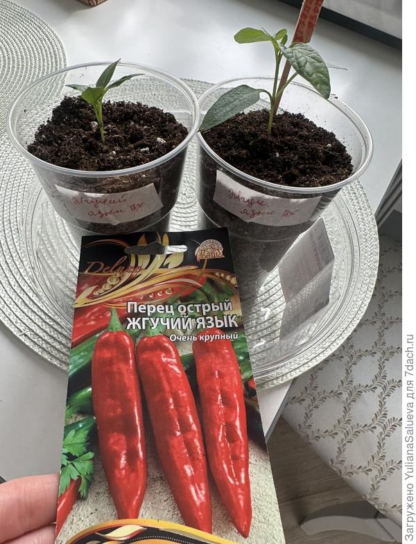 Маркировка перца «Жгучий язык»