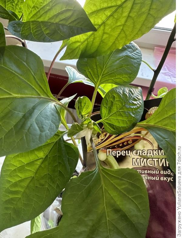 Цветок на перце «Мистик»