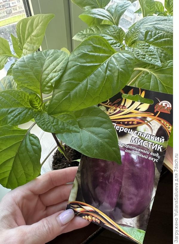 Красивый листовой аппарат перца «Мистик»