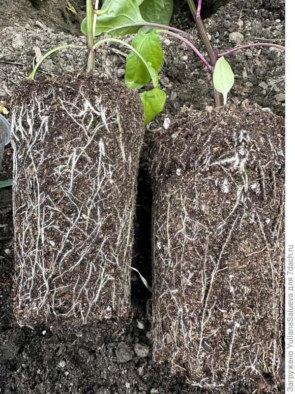 Корневая система перца