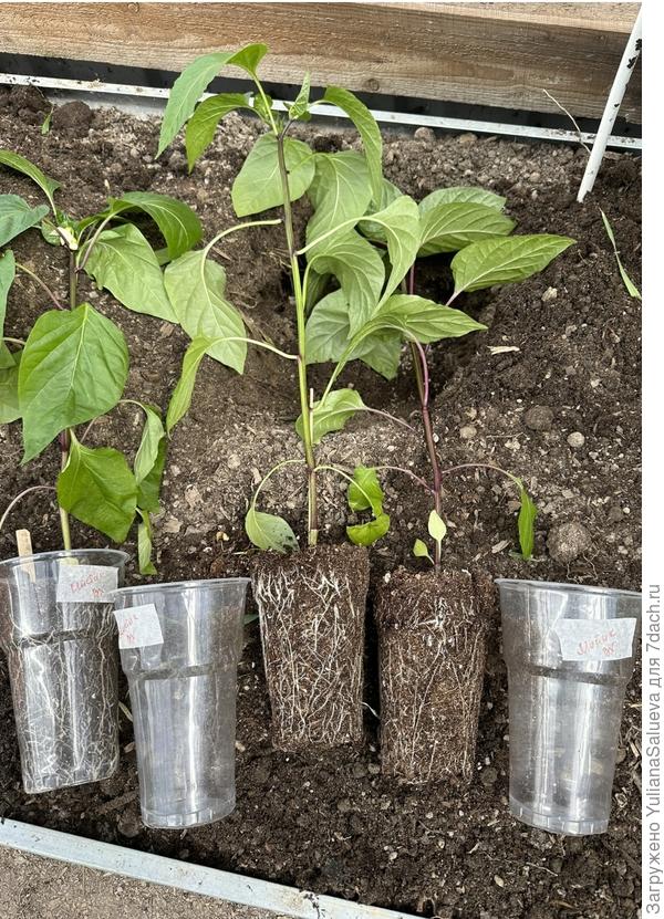 Трио перцев «Мистик»