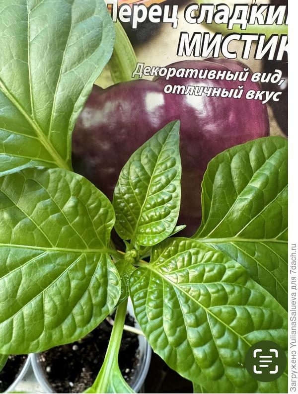 Первые бутончики