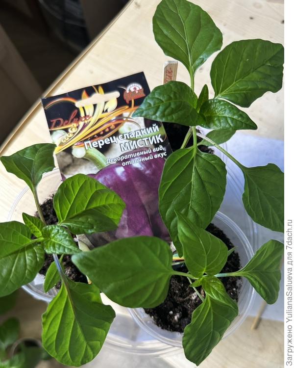 Перец «Мистик» спустя 10 дней после перевалки