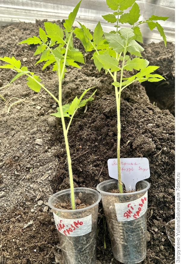 Томат «Янтарная гроздь»