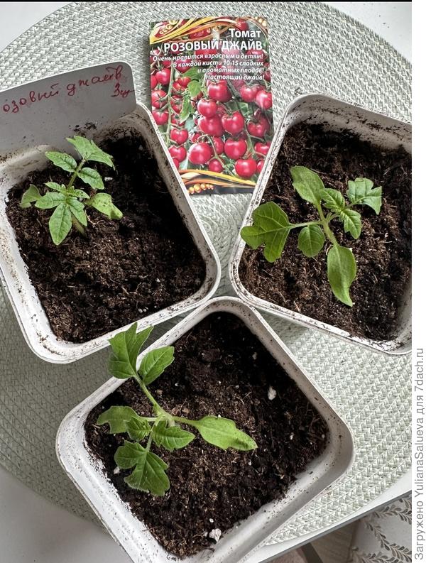 Томаты в отдельных стаканчиках