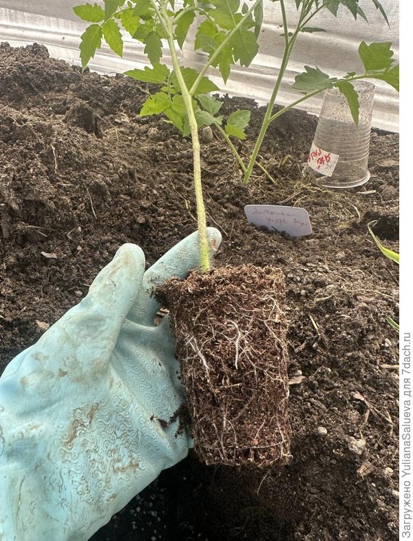 Здоровая корневая